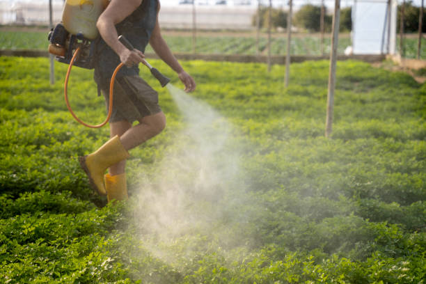 Best Mosquito Control Services  in Burton, SC
